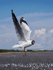 Seagulls in mangrove forest reserve bangpoo Thailand