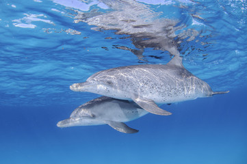 Pair of Cute Dolphins Dancing Together in Clear Waters of Bahamas