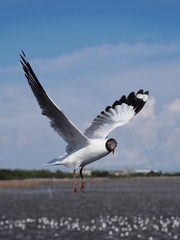 Seagulls in mangrove forest reserve bangpoo Thailand