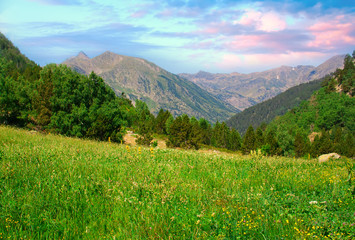 Sunny alpine meadow.