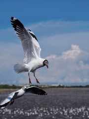 Seagulls in mangrove forest reserve bangpoo Thailand