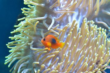 Рыба плавает под водой.