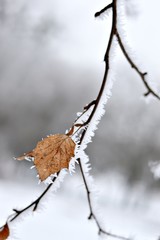 Frozen branch with dry leaf