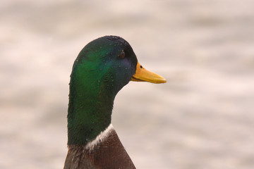 wild duck in the nature