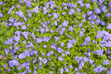 Landscaping background. Blue  flowers.