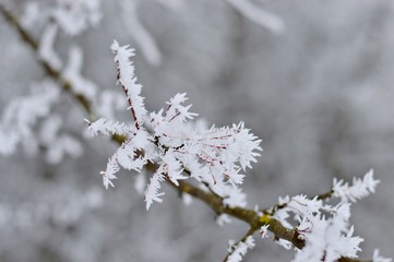 Frozen branch