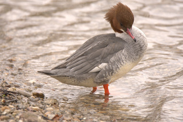 wild duck in the nature