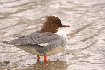 wild duck in the nature