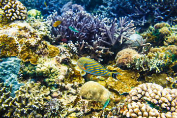 Naklejka na ściany i meble Tropical corals and bright fish on reef in Indian ocean.