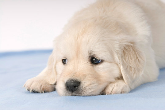Liegender Golden Retriever Welpe