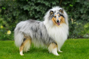 American Collie steht auf einer Wiese