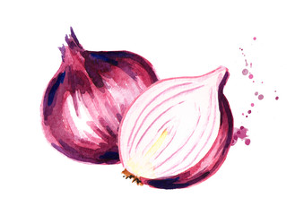 Onion. Watercolor hand drawn illustration, isolated on white background