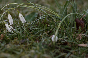 vereiste Schneegl&ouml;ckchen