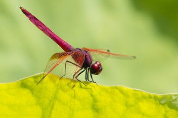 A  red dragonfly perches on the lotus leaf (Crimson Drop-wing Dragonfly, Taipei Botanical Garden)