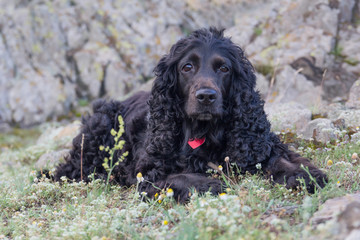 Beautiful black young cocker spaniel sitting in the nature near rocks, Dobrogea, Romania