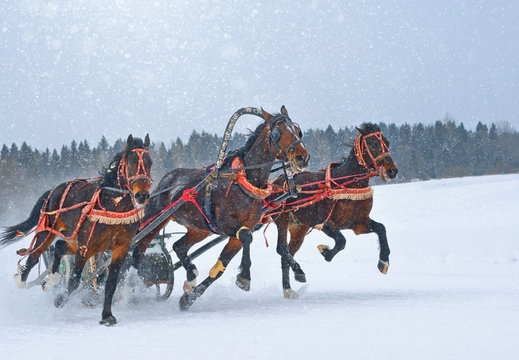 Three bay trotters on the run on a snowy racetrack.