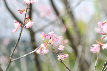 wind himalayan cherry or  prunus cerasoides or sakura