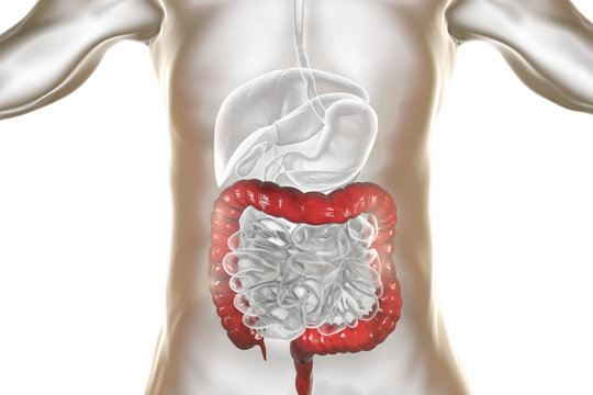 Human digestive system anatomy with highlighted large intestine, 3D illustration