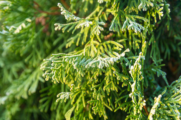 First freeze. Thuja tree with hoar frost.