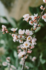 garden with blooming almonds and cherry trees