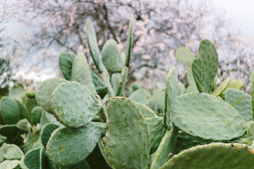 cactus and blooming almonds