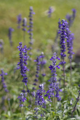 Lavender On the background blurred