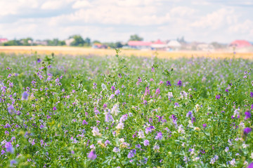 Green summer agricultural field with blossoming alfalfa (medicago sativa) or lucerne blue flowers, bright daytime rural landscape - obrazy, fototapety, plakaty