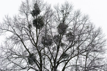 Silhouette of tree crown with mistletoe.