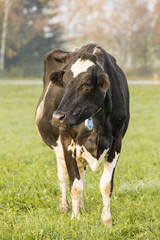 Black Holstein cow stands in a meadow in Switzerland