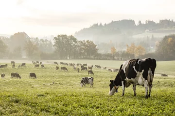 Foto auf Acrylglas Kuh Rote und schwarze Holsteinkühe grasen an einem kalten Herbstmorgen auf einer Wiese in der Schweiz