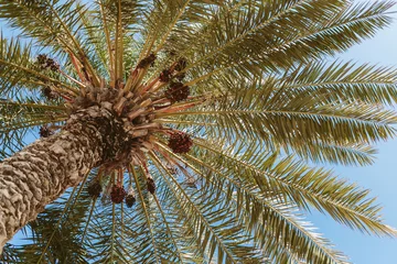 Papier Peint photo Palmier palmier avec dattes
