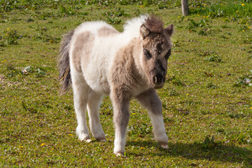 Ponyfohlen auf der Weide