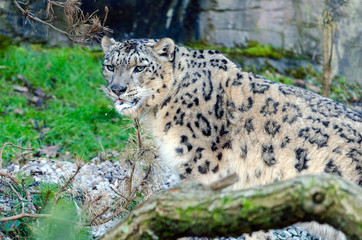 Snow Leopard