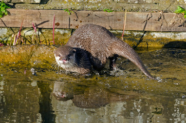 Small-Clawed Otter