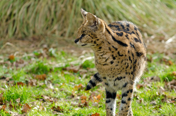 Serval