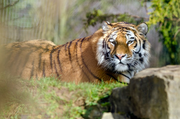 Amur Tiger