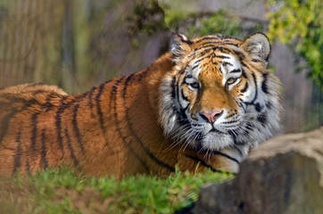 Amur Tiger