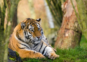 Amur Tiger