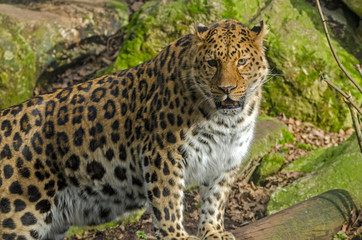 Naklejka na ściany i meble Amur Leopard