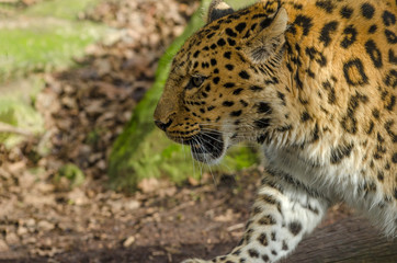Amur Leopard