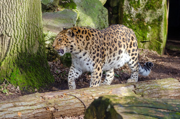 Amur Leopard