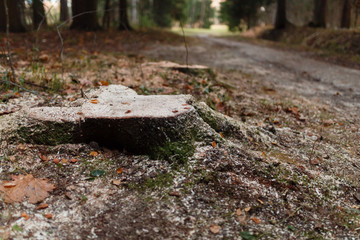 Charred stump in the woods near the trail