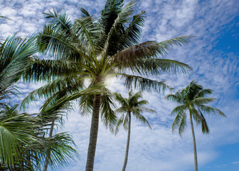 Fototapeta na wymiar Beautiful coconut tree and leaf with blue sky background , Thailand.