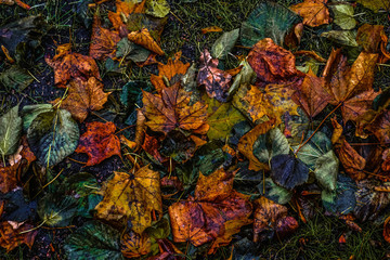 fallen dry leaves on grass in frost