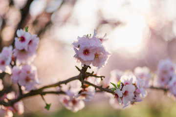 blooming almonds and cherry trees