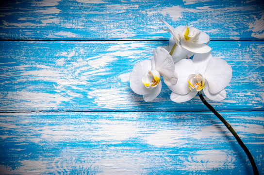 Branch of a white orchid lies on a blue wooden background 