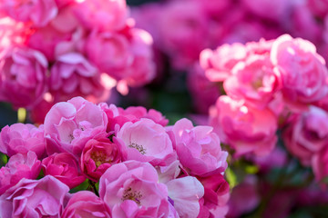 ピンク色の満開のバラの花