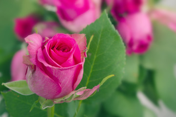 Pink rose on a background of spring green petals