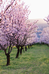 garden with blooming almonds and cherry trees