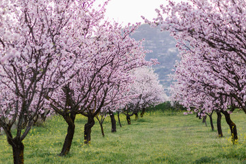 Naklejka premium garden with blooming almonds and cherry trees